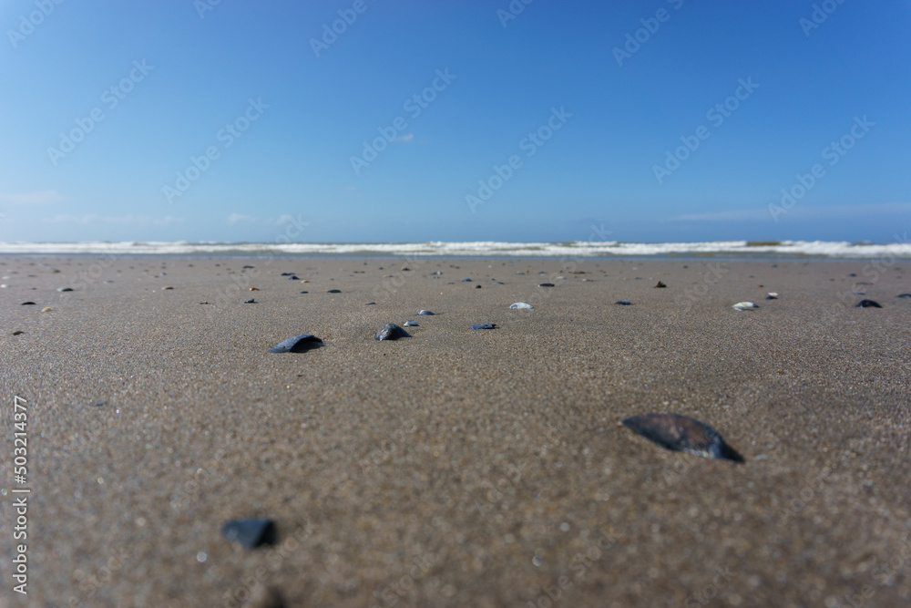 view over sandy beach with mussel shells in foreground to the horizon of the north sea view over sandy beach with mussel shells in foreground to the horizon of the north sea