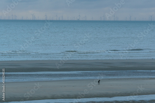 Offshore windmills in the distance of the north sea with beach and silhouette of dog in front