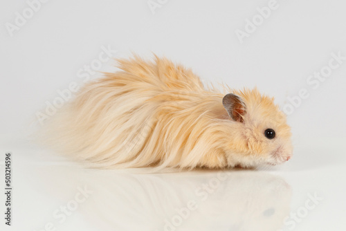 fluffy Syrian hamster on a light background