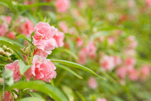 薄いピンクのホウセンカの花畑