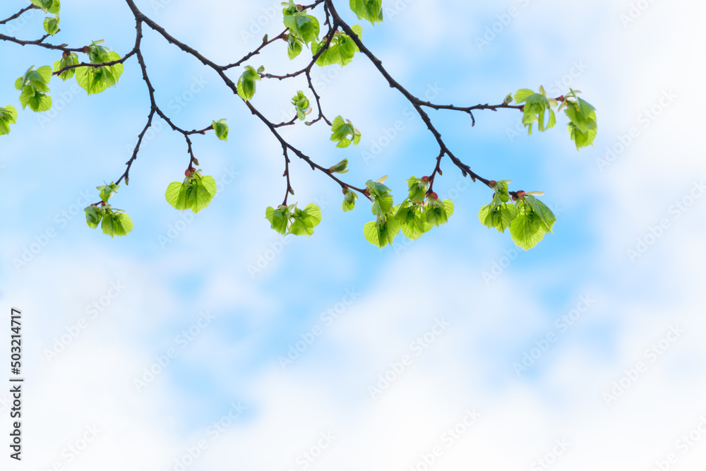 Background with young linden leaves and a light cloudy sky Background with young linden leaves and a light cloudy sky