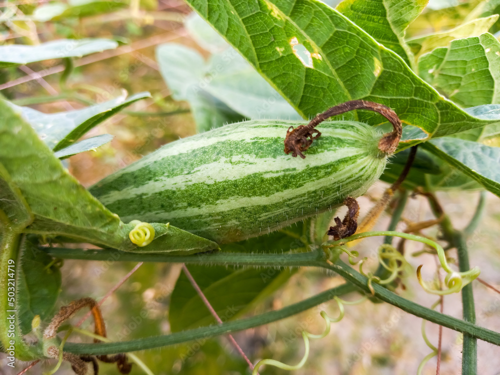 Green Pointed gourd is a vine plant in the Cucurbitaceae family also knwon as Trichosanthes dioica Green Pointed gourd is a vine plant in the Cucurbitaceae family also knwon as Trichosanthes dioica