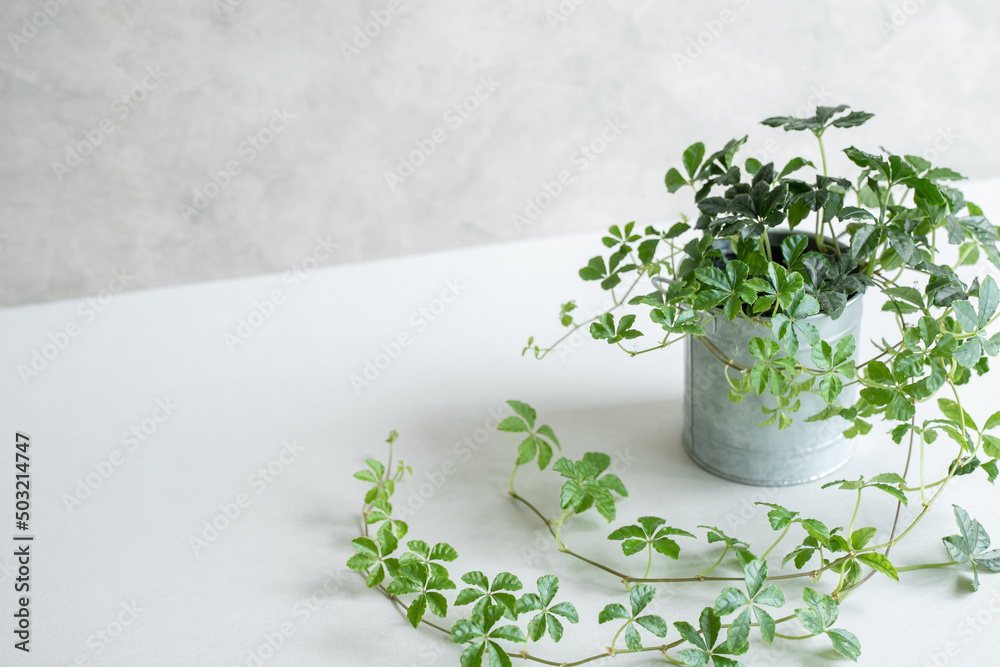 Fototapeta premium 観葉植物 背景 コンクリート壁 コピースペース