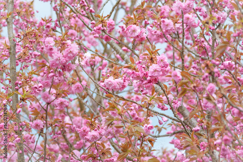 Background with sakura blossom, blurred sakura flowers Background with sakura blossom, blurred sakura flowers