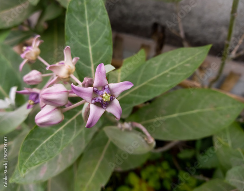 Calotropis gigantea, the crown flower, a species of Giant Calotropis, is a large shrub flower plant growing to 4 meters tall.