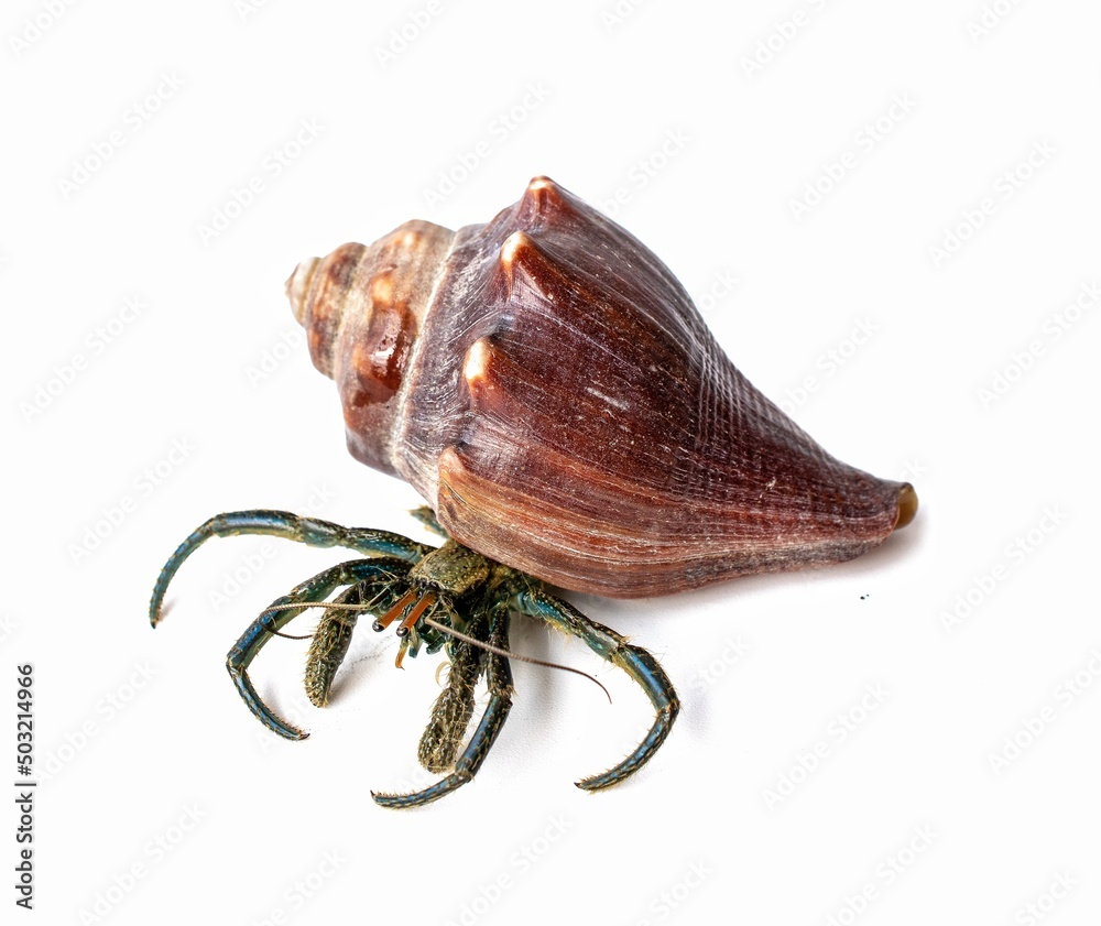 hermit crab in sea shell on white background hermit crab in sea shell on white background