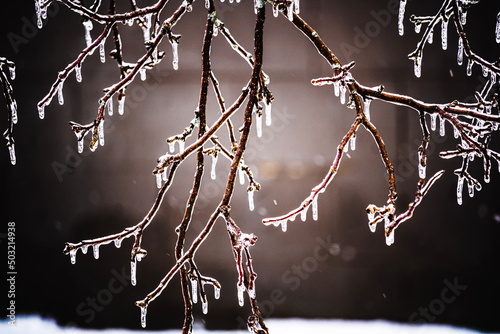 Ice covers a tree limb in the winter