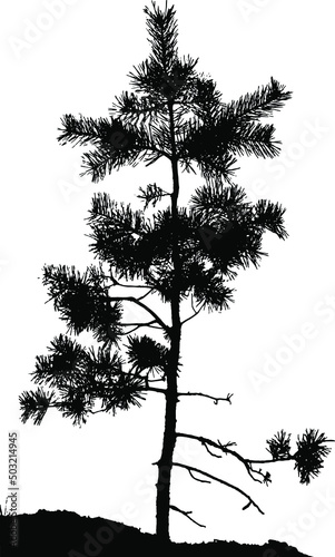 Natural silhouette of a young pine tree. A lonely wild pine sapling on the soil. Overlay template. Vector illustration