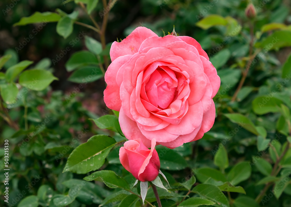 Blooming beautiful fragrant pink rose