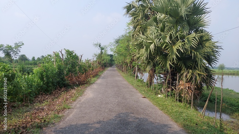 Fototapeta premium road in the countryside