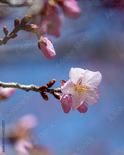 Close up of cherry blossom buds in spring