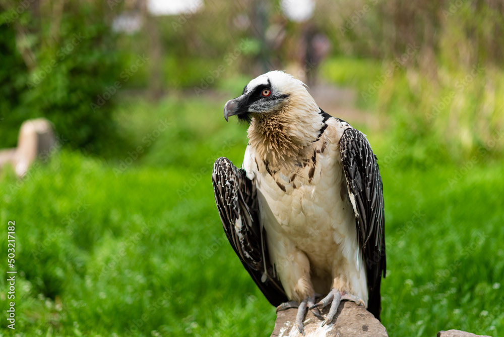 A beautiful large eagle stands on a stone in a zoo in summer A beautiful large eagle stands on a stone in a zoo in summer