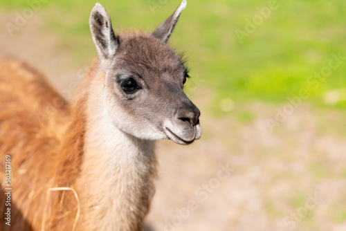 Lama portrait. Domesticated South American camel at the zoo. lama in the zoo © Granmedia