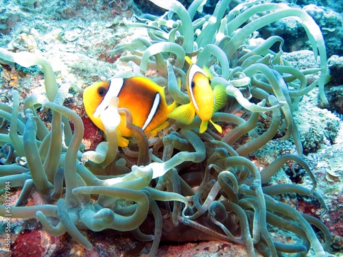 Fotobehang red sea clown fish anemone