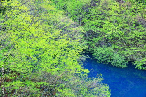 若葉萌える春の奥四万湖