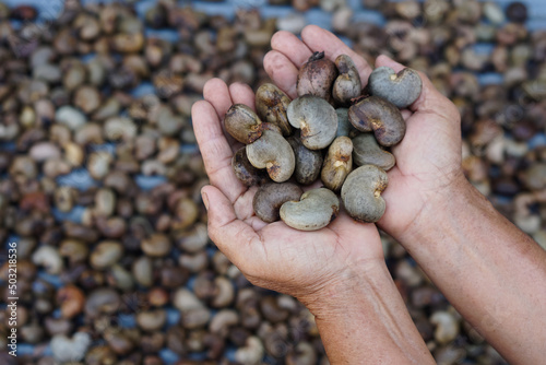 Farmer's hand hold cashew nut to select the best quality from the pile of cashew seeds. Organic agriculture concept. Export agricultural production in Thailand. 