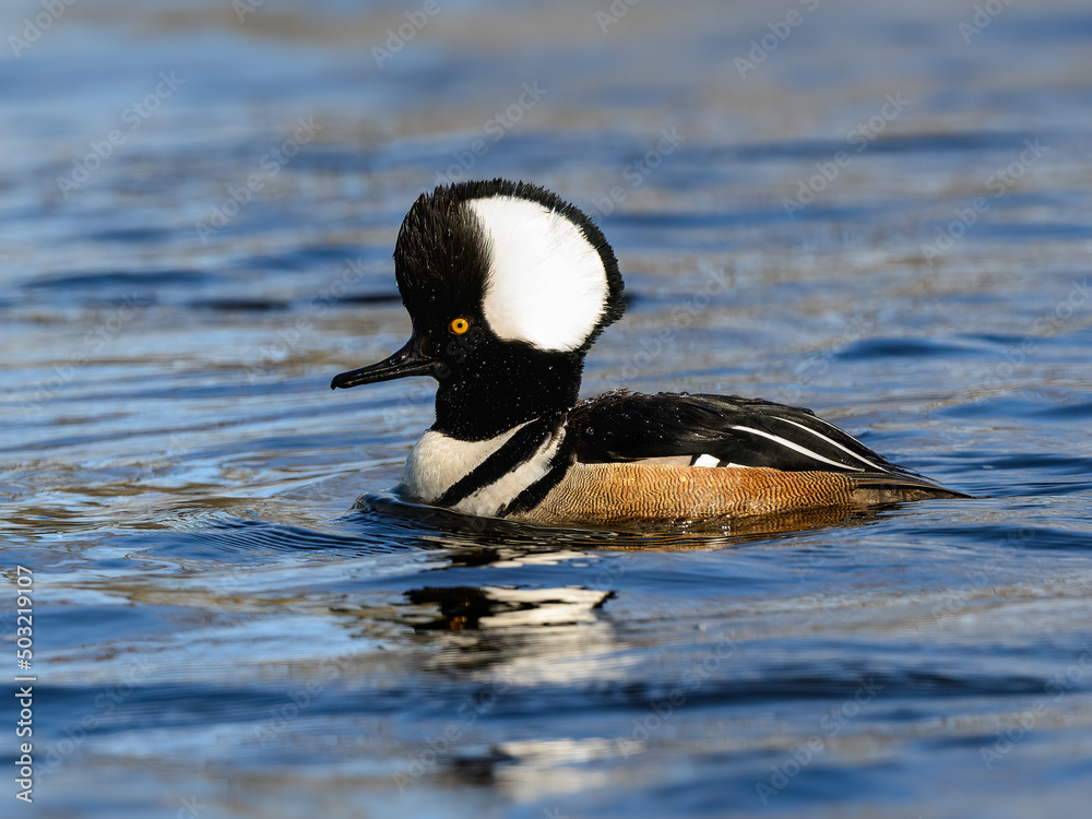 Male Hooded Merganser Swimming on Pond with Blue Water Male Hooded Merganser Swimming on Pond with Blue Water