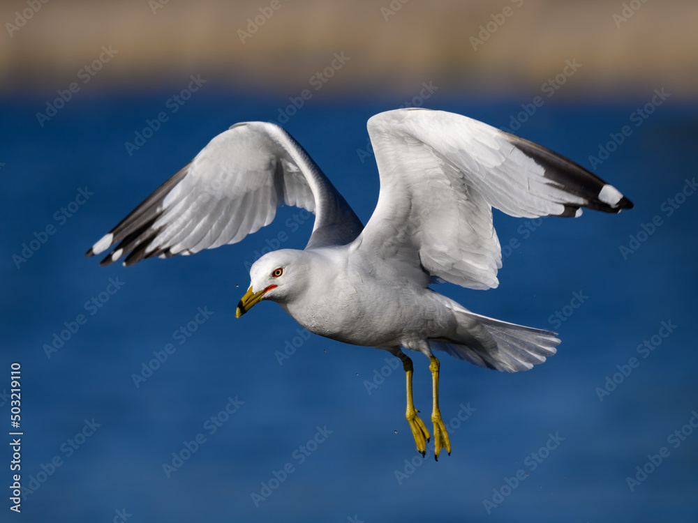 Ring-billed Gull in flight over pond with blue water , closeup portrait Ring-billed Gull in flight over pond with blue water , closeup portrait