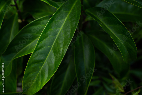 green leaves background