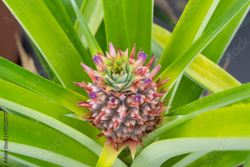 Wallpaper Mural パイナップル栽培 Torontodigital.ca