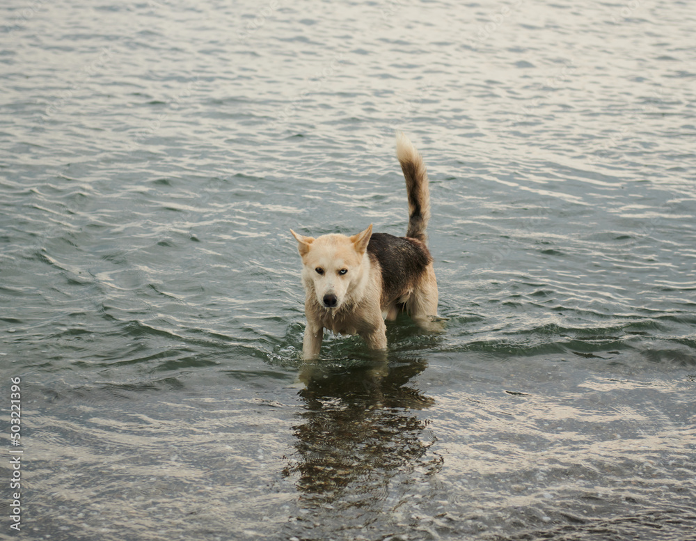 wet brown dog coming out of the sea wet brown dog coming out of the sea