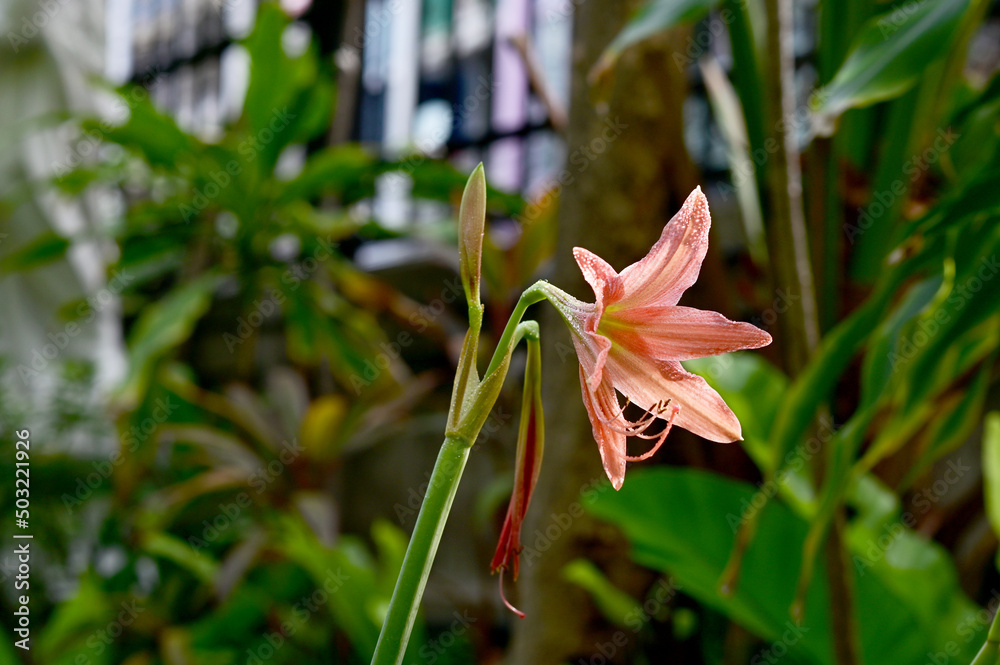 Obraz premium Closeup of Blooming Son Color (orange, pink) Crinum Lily (Crinum americanum) flower with Soft blur green leaf background. Concept of beautiful flowers of Thailand. 