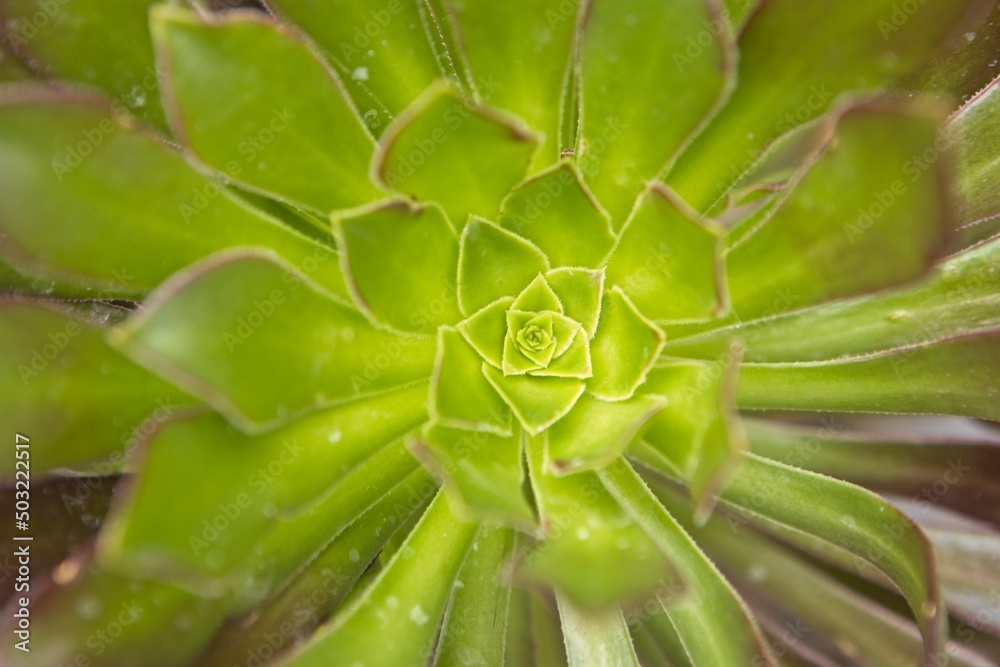 Close up of a haworth's aeonium. Close up of a haworth's aeonium.