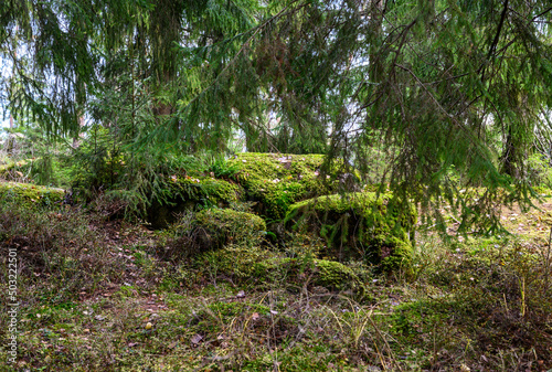 stone path. beautiful forest and fresh air. sandy path. walk along the trail through the forest