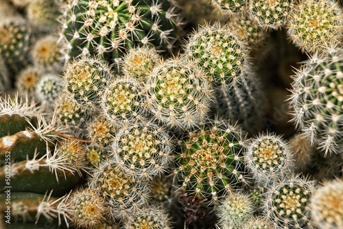 Top view of a cluster of cacti.