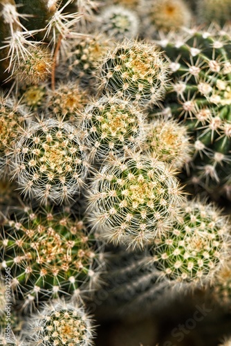 Flat lay photo of a group of cacti.