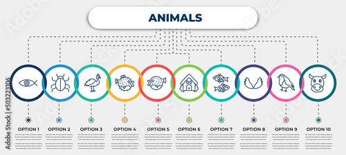 vector infographic template with icons and 10 options or steps. infographic for animals concept. included fish eye, app bug, cassowary, blowfish, puffer fish, dog house, japan koi fish, wing, cows.