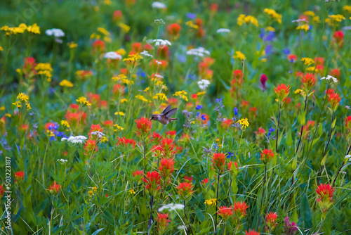 Hummingbird finds flowers