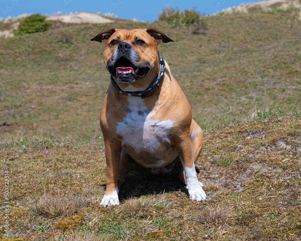 brown american stafford bull terrier dog with white spots and a blue collar that is sitting down to rest during a walk in the dunes and looks happy with his head up high