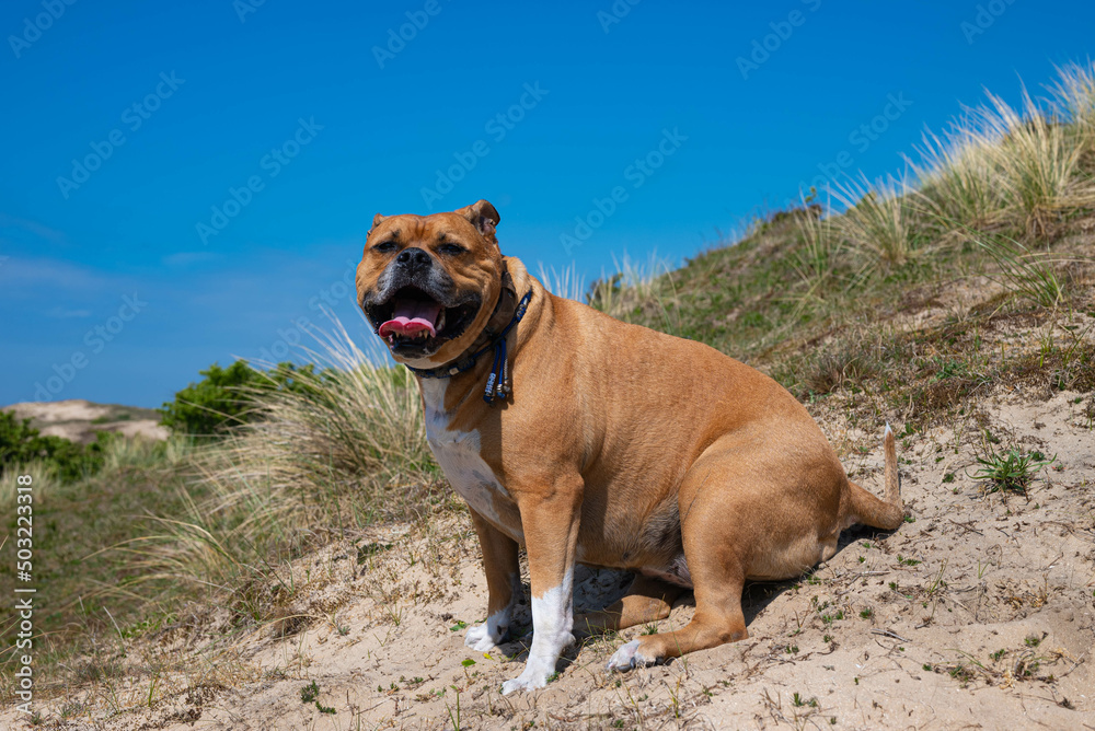 happy brown american stafford bull terrier dog with white spots and white paws with a blue collar is sitting down on a hill to rest during a walk in the dunes and is looking directly into the camera 