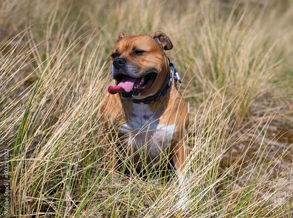brown american stafford bull terrier dog with white spots and a blue collar is sitting down to rest and looks happy with his tongue out during a walk in the dunes