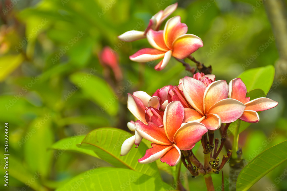  Pink and white frangipani flowers bloom in Chatuchak Park, Bangkok, Thailand