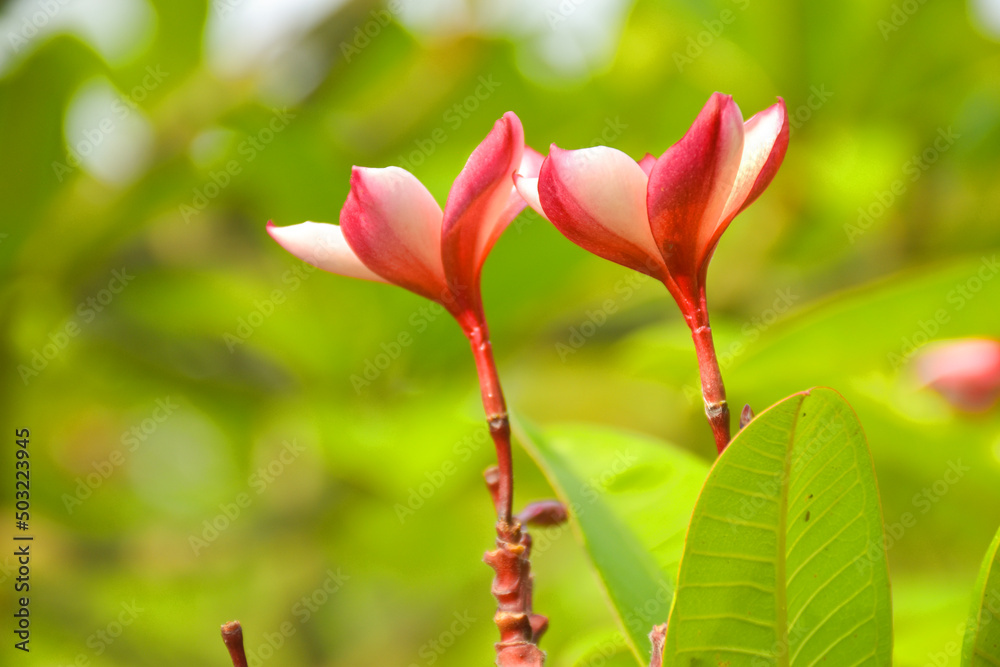 Pink and white frangipani flowers bloom in Chatuchak Park, Bangkok, Thailand Pink and white frangipani flowers bloom in Chatuchak Park, Bangkok, Thailand