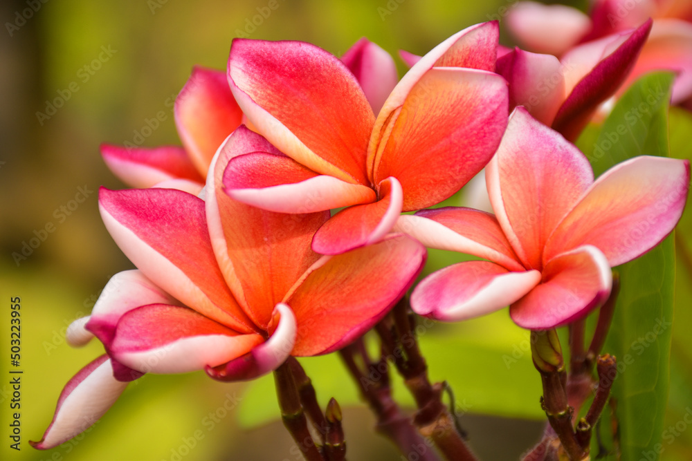  Pink and white frangipani flowers bloom in Chatuchak Park, Bangkok, Thailand