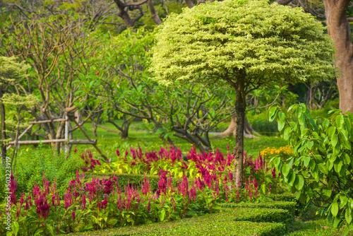 Colorful flowers bloom in Chatuchak Park, Bangkok, Thailand