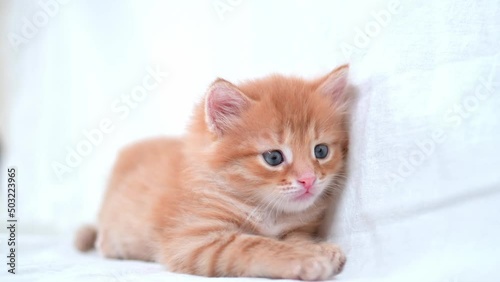 A beautiful bright red kitten on a white background looks to the side. Young cute little red kitty. Long haired ginger kitten play at home. Cute funny home pets. space for text