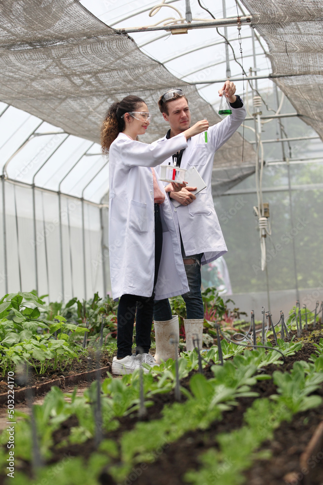 Agricultural Engineers Test Plants Health and Analyze Data with Tablet Computer. Biotechnology engineer examining plant leaf for disease