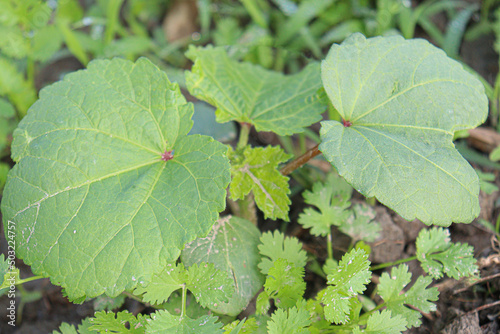 Wallpaper Mural lady finger on tree in firm Torontodigital.ca