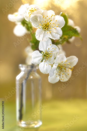 Fototapeta Naklejka Na Ścianę i Meble -  Beautiful close-up still life with cherry blossoms and bokeh.