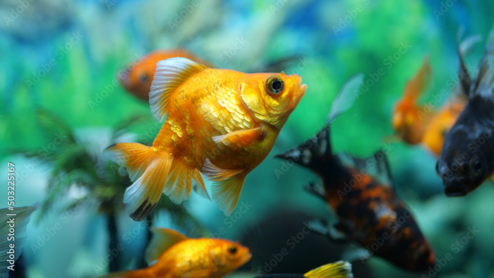 The beauty of exotic colored fish swimming in clear water in a koam aquarium The beauty of exotic colored fish swimming in clear water in a koam aquarium