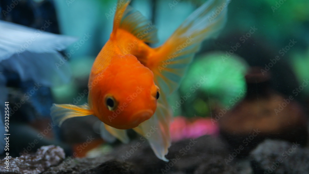 The beauty of exotic colored fish swimming in clear water in a koam aquarium The beauty of exotic colored fish swimming in clear water in a koam aquarium