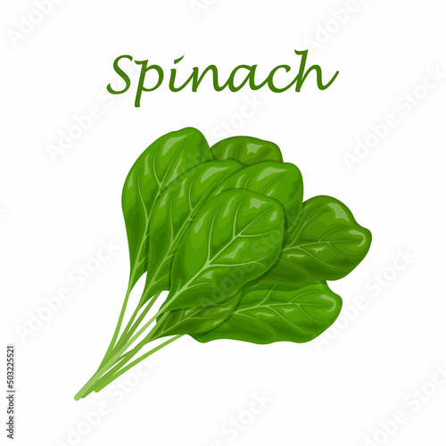 Spinach. Image of green spinach leaves, for salad and cooking. Vector illustration isolated on a white background