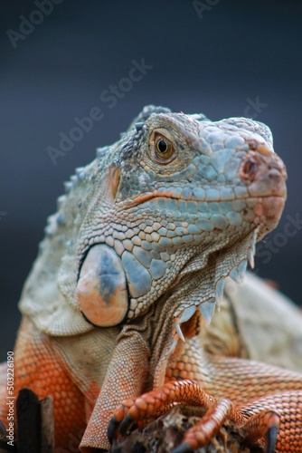 portrait of iguana