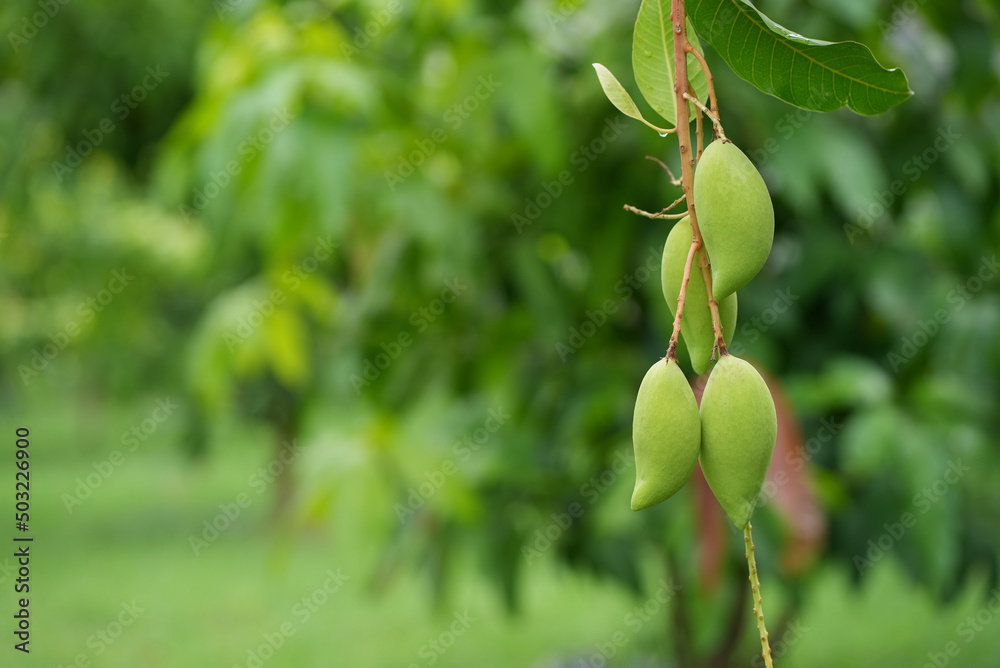 Obraz premium Fresh Green Mango hanging on tree