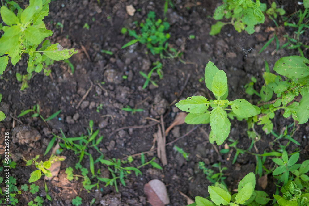 Holy basil tree in the garden, a vegetable garden that is popularly grown in the home Holy basil tree in the garden, a vegetable garden that is popularly grown in the home