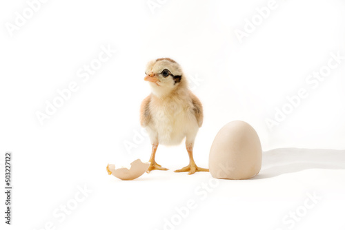 Chicks just hatched from eggs. on a white background.